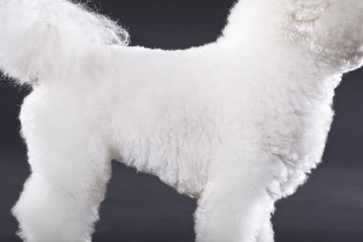 Apple Tree House/Lifesize/Getty Images Your bichon's weight will help determine her caloric needs.
