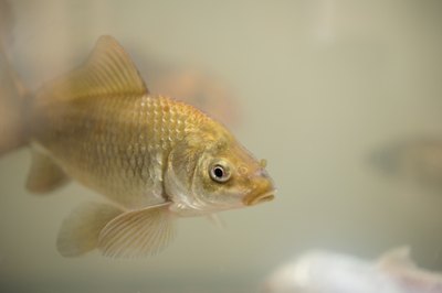Jupiterimages/Photos.com/Getty Images If your goldfish has gone brown, you may be able to restore his former brilliance with some TLC.