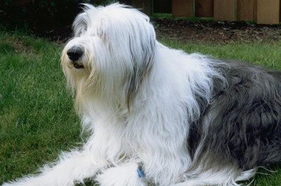 Do Old English Sheepdogs Get Along with Cats? - Pets