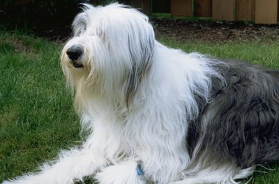 Ablestock.com/AbleStock.com/Getty Images Most dogs shed twice a year.