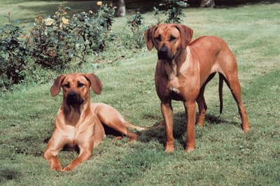 Jupiterimages/Photos.com/Getty Images Rhodesian ridgebacks catch on quickly to consistent, reward-based training methods.