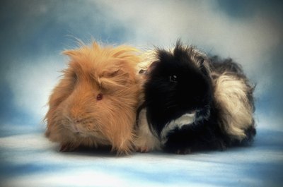Medioimages/Photodisc/Photodisc/Getty Images The best companion for a guinea pig is another guinea pig.