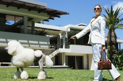 Stockbyte/Stockbyte/Getty Images Some cuts can really alter the way your pooch looks.