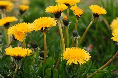 Jupiterimages/Photos.com/Getty Images Dandelions aren't considered toxic to your kitty.