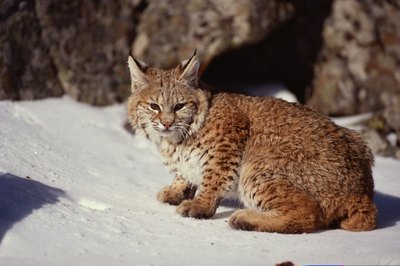 Comstock Images/Comstock/Getty Images The American bobtail cat doesn't look exactly like the wild version, but there's a resemblance.