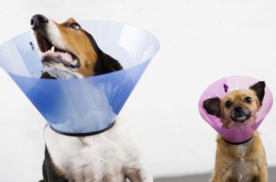 Jupiterimages/Brand X Pictures/Getty Images Uncomfortable as they may be, E-collars can protect your pup's wounds.