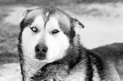 Photos.com/AbleStock.com/Getty Images Pay attention to your husky's health.