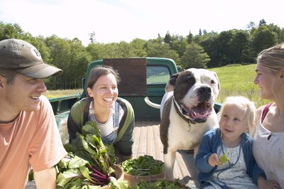 Jupiterimages/Comstock/Getty Images Veggies are good for dogs, too!