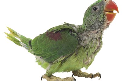 Hemera Technologies/PhotoObjects.net/Getty Images Only Tweety knows why he poos on the couch, and he ain't talking.