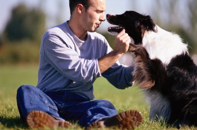 Ryan McVay/Photodisc/Getty Images Regular grooming keeps a border collie's coat looking beautifully lustrous.