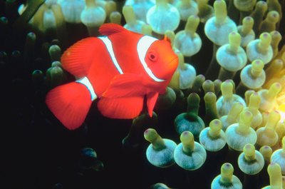 Jupiterimages/Photos.com/Getty Images Most experts consider protein skimmers critical for marine aquariums.