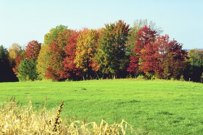 NA/AbleStock.com/Getty Images If you buy land first, you can build a home to suit your needs.