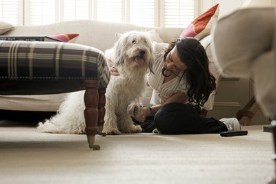John Howard/Lifesize/Getty Images Consider what type of labradoodle coat you prefer when selecting a new puppy.
