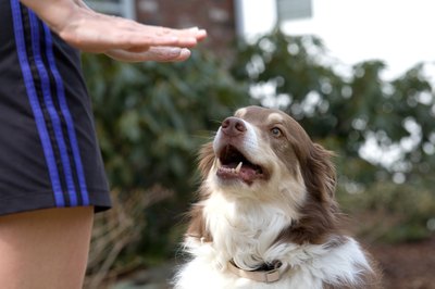 Jupiterimages/Photos.com/Getty Images Service dogs are trained to provide specific services.