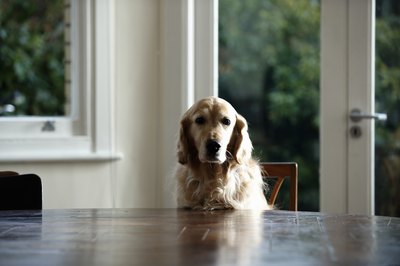 Janie Airey/Lifesize/Getty Images Golden retrievers are most commonly diagnosed with hypothyroidism.
