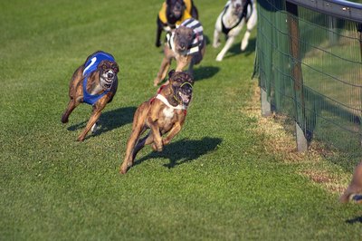 Jupiterimages/Photos.com/Getty Images Retired greyhounds will race straight into their adopter's hearts -- and onto their comfy couches.
