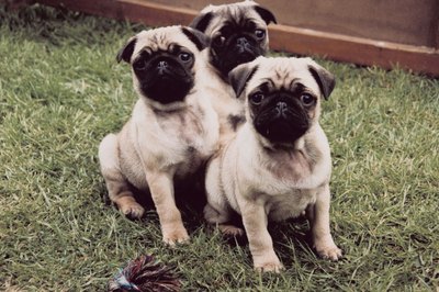 Jupiterimages/Photos.com/Getty Images Healthy adult pugs may have worms without showing any signs.