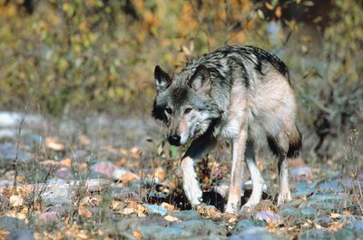 Dogs are descended from gray wolves.