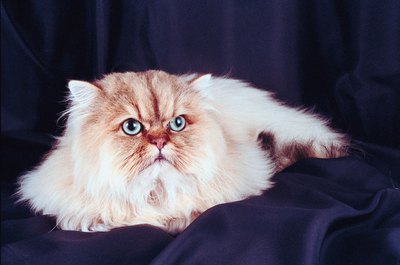 Jupiterimages/Photos.com/Getty Images The chocolate lynx point Himalayan pattern is an expression of the agouti (tabby) gene on the solid-colored markings.