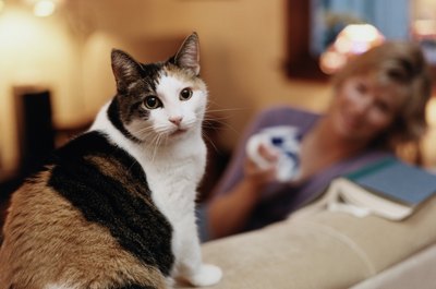 Ryan McVay/Photodisc/Getty Images Regular brushing sessions also can be helpful for managing dander.