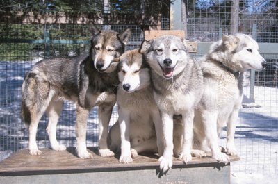Hemera Technologies/AbleStock.com/Getty Images A large dog kennel can accommodate more than one pooch.