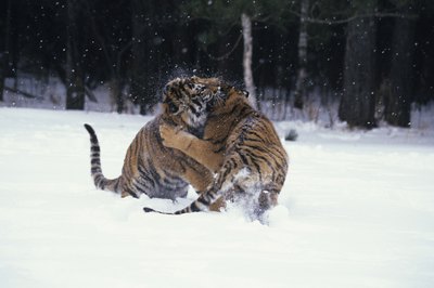 Tom Brakefield/Stockbyte/Getty Images House cats behave like little tigers during combat, so be careful.