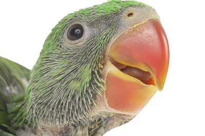 Hemera Technologies/PhotoObjects.net/Getty Images Eye problems in parakeets require immediate vet attention.