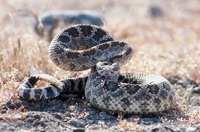 Jupiterimages/Photos.com/Getty Images A rattlesnake bite can be deadly to your cat.