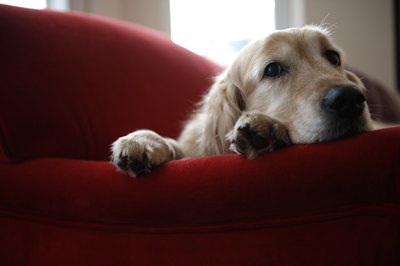 Janie Airey/Lifesize/Getty Images Active dogs tend to slow down at middle age.