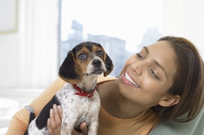 Digital Vision./Photodisc/Getty Images Beagles have a natural drive to bark, but training can curb it.