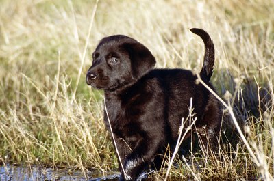 Jupiterimages/Photos.com/Getty Images Lab puppies trade their baby coat for an adult version before their first birthday.