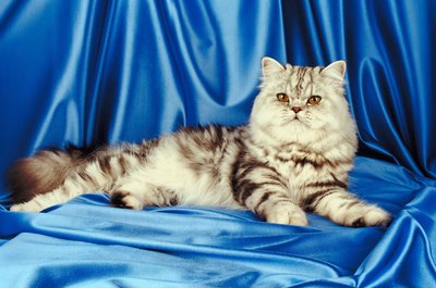 Jupiterimages/Photos.com/Getty Images Himalayans and Persians are more prone to tear duct problems.