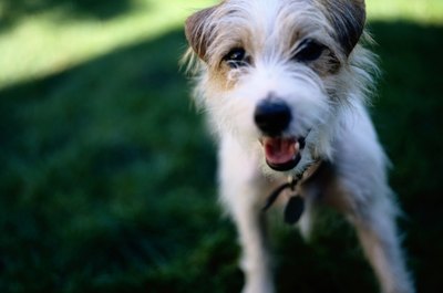 Ryan McVay/Photodisc/Getty Images Female dogs are in heat for approximately 21 days.