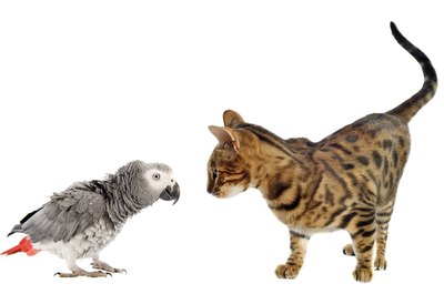 cynoclub/iStock/Getty Images Trim your cat’s nails if he has access to your parrot.