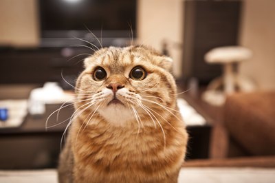 lafar/iStock/Getty Images Use a cleaner containing enzymes to clean away cat urine.