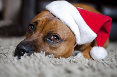 PABimages/iStock/Getty Images Dog treats: A staple of the doggie gift basket.