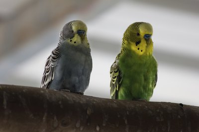 TMingi/iStock/Getty Images Quality, nontoxic perches give parakeets a nice place to sit.