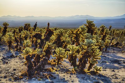 What Are the Dangers of a Jumping Cholla Cactus?