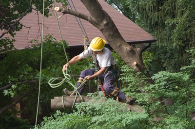 What Is the Average Cost of Removing a Large Tree?