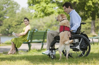 Are Service Dogs Covered by Insurance?