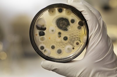 Does the Average Homeowners Insurance Cover Black Mold?