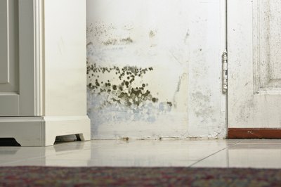 Can a Home That Has Mold Be Repaired Enough to Consider Buying It?