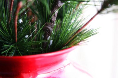 How to Take Care of Mini Pine Trees