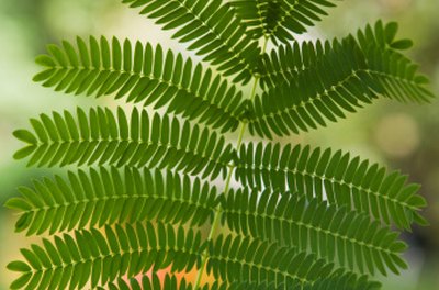 Garden Guides | What Eats Ferns?