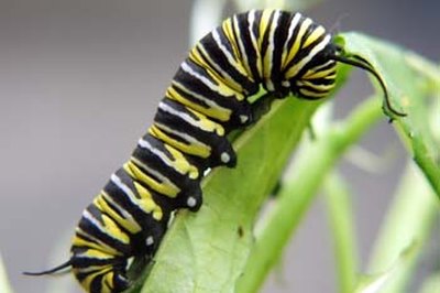 How Does A Caterpillar Build A Cocoon Sciencing How Does A Caterpillar Build A Cocoon Sciencing