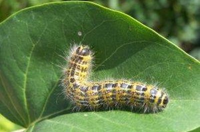 How Does A Caterpillar Build A Cocoon Sciencing How Does A Caterpillar Build A Cocoon Sciencing