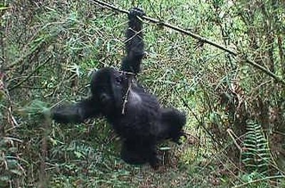 How Do Gorillas Mate?