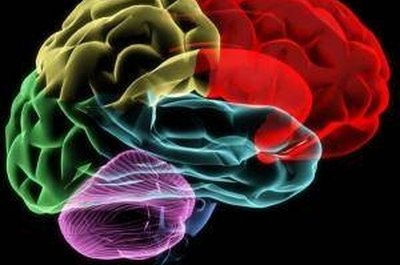 How Does the Human Brain Remember Things?