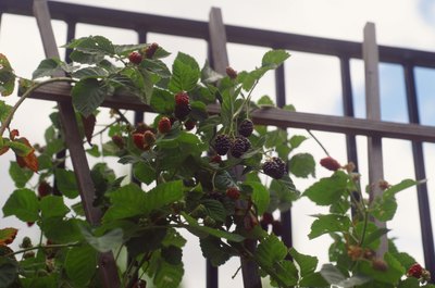 boule13/iStock/Getty Images Berries are popular with many birds.