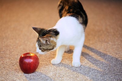 Cats image by Allyson Kitts from Fotolia.com Cats can safely eat some human foods.